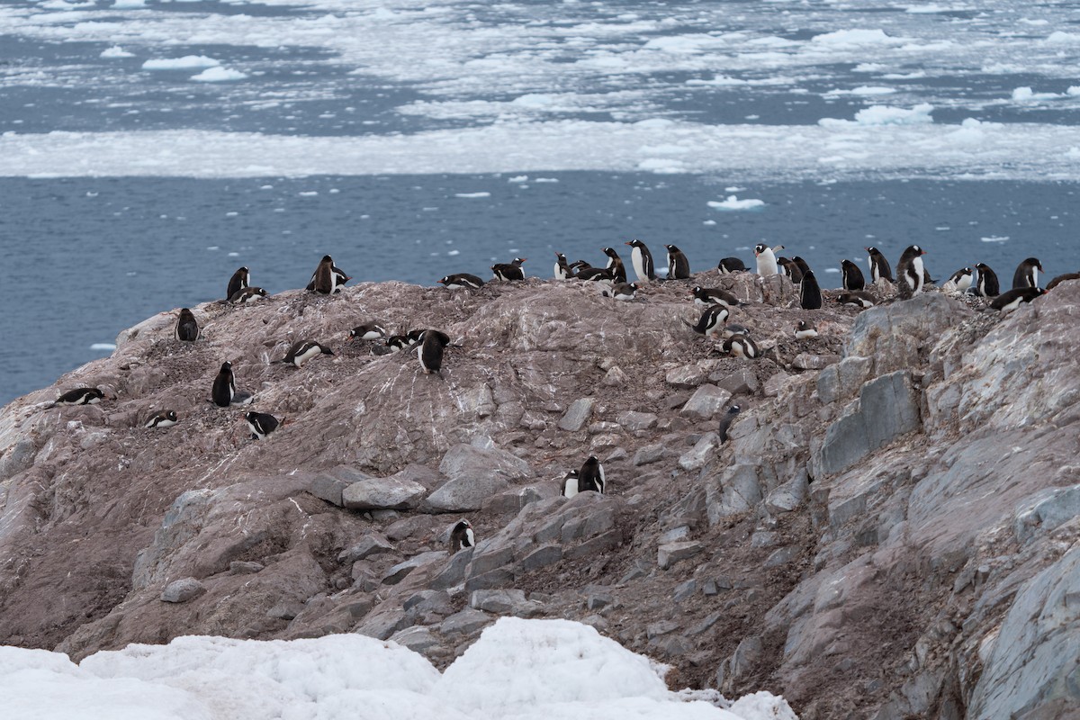 Gentoo Penguin - ML632441907