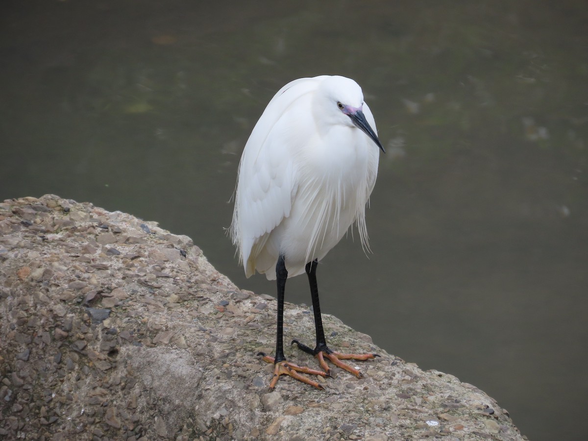 Aigrette garzette - ML632441916