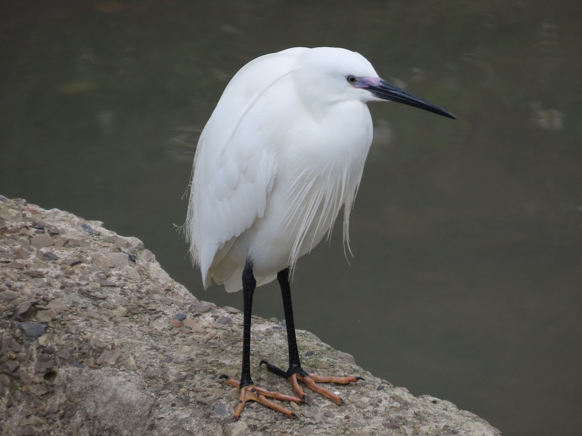 Aigrette garzette - ML632441917