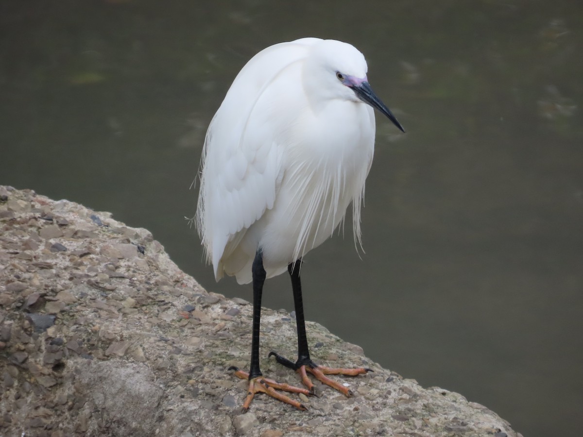 Aigrette garzette - ML632441918