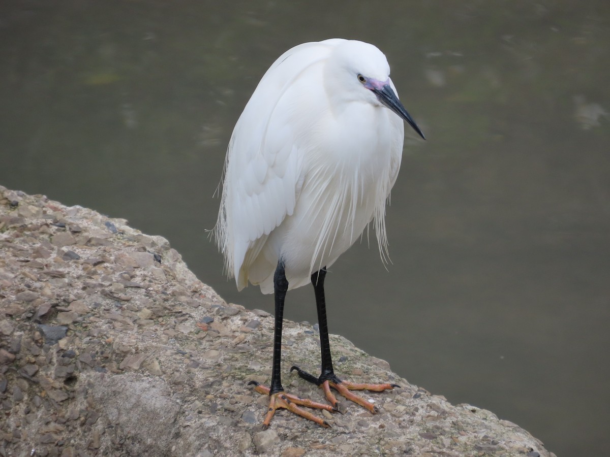 Aigrette garzette - ML632441919