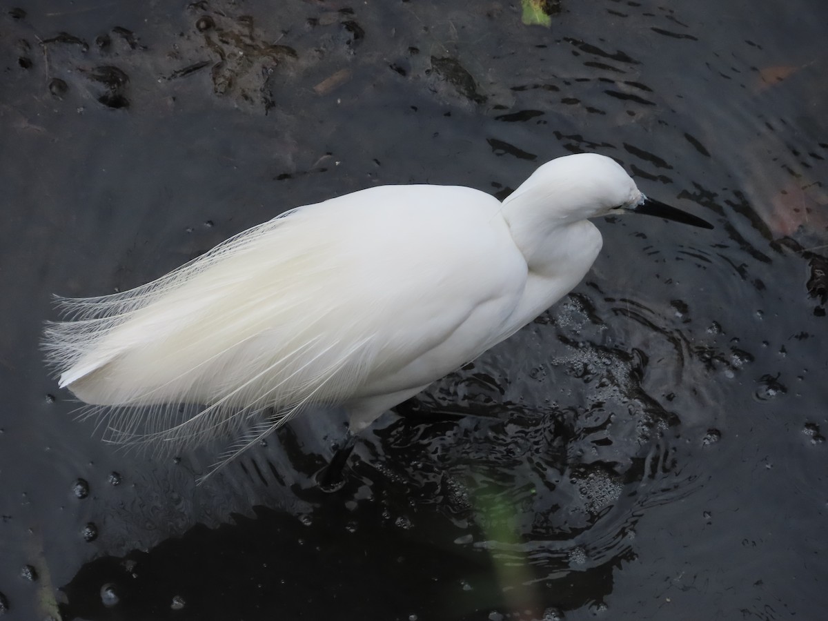 Aigrette garzette - ML632441922