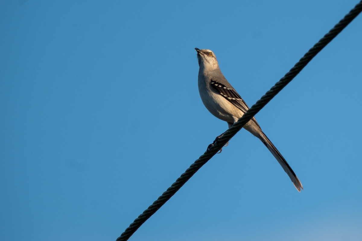 Tropical Mockingbird - ML632441924