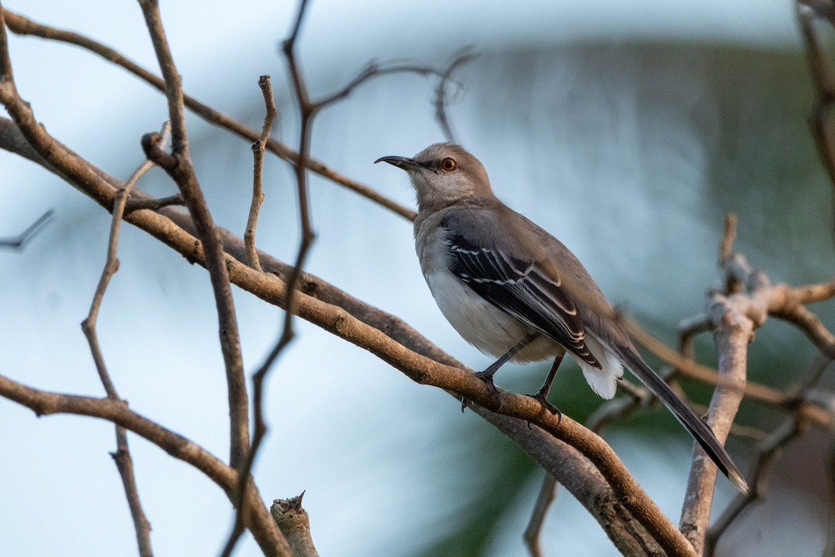 Tropical Mockingbird - ML632441986