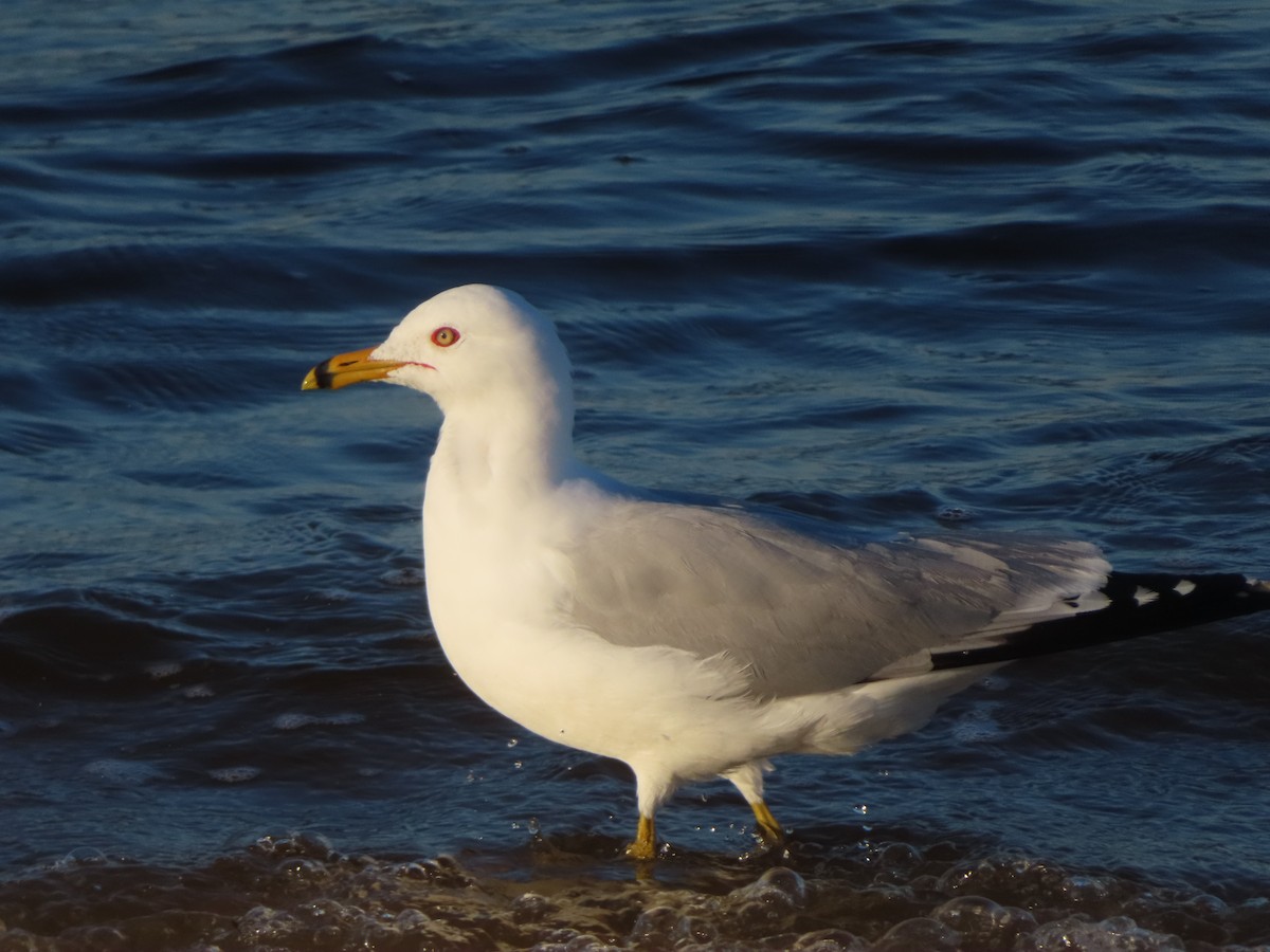 ringnebbmåke - ML632442057