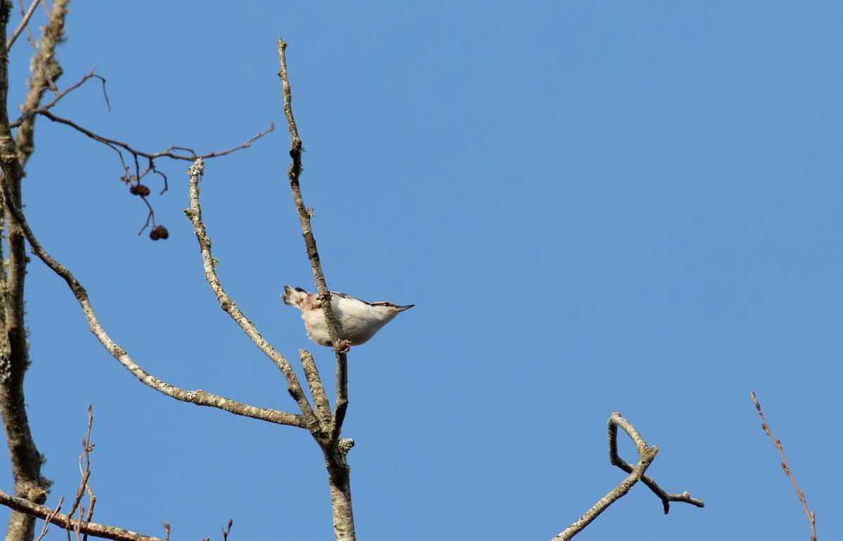 Eurasian Nuthatch - ML632442067