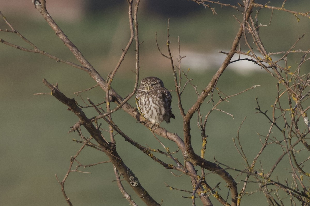 Little Owl - ML632442226