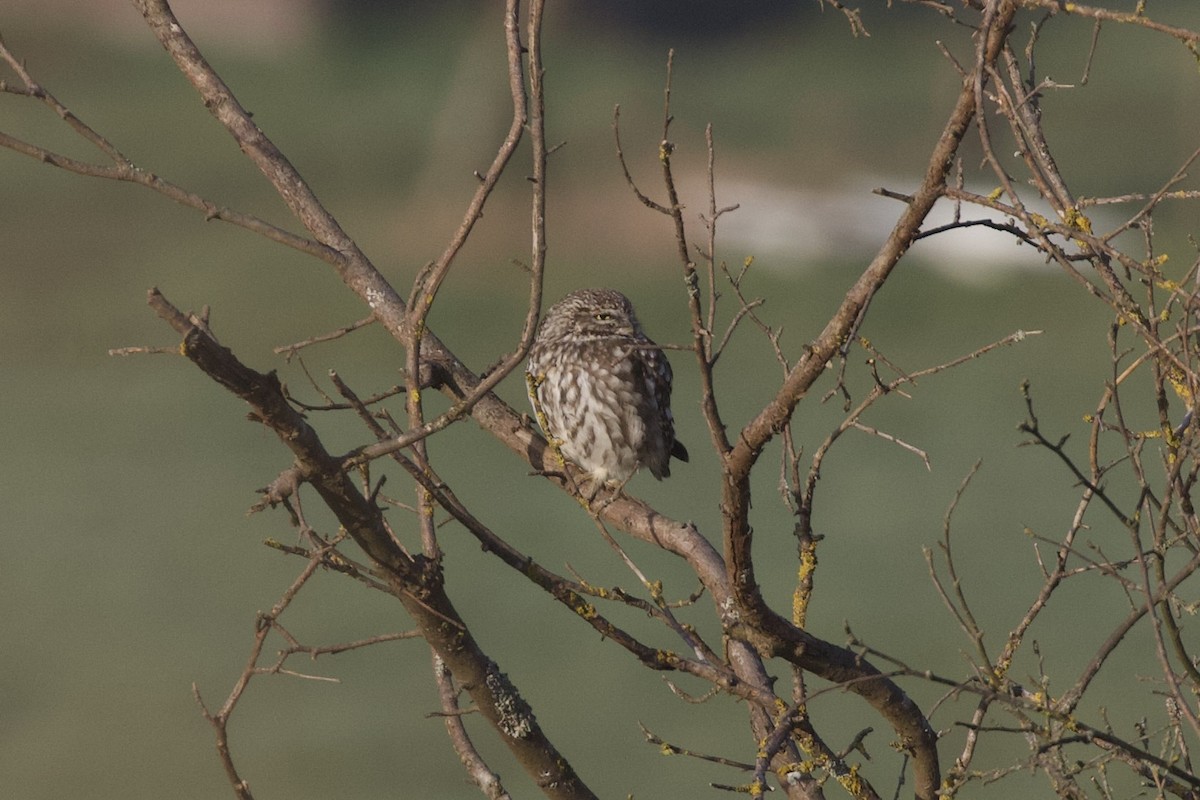 Little Owl - ML632442227