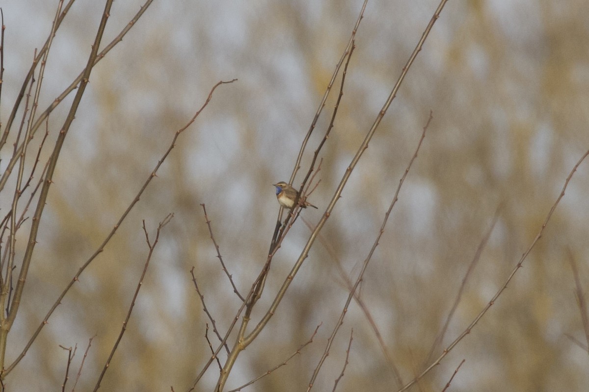 Bluethroat - ML632442257
