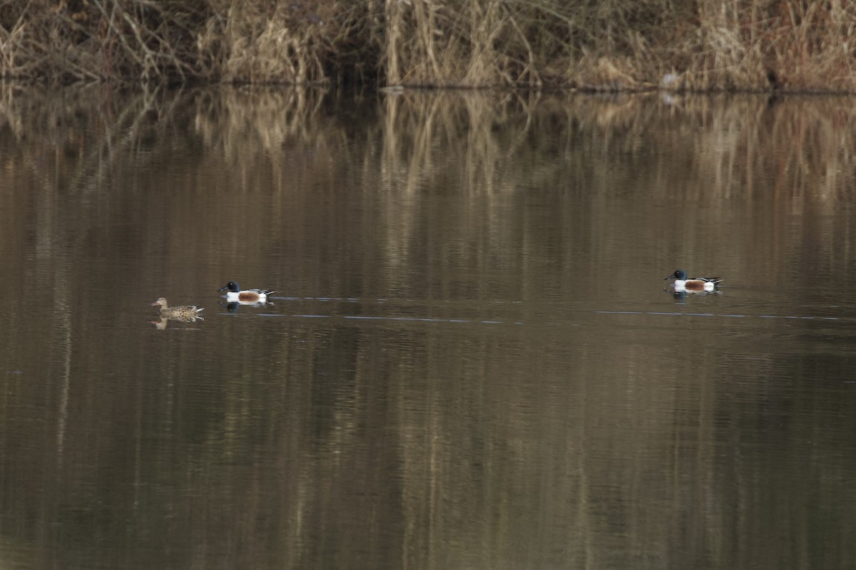 Northern Shoveler - ML632442282