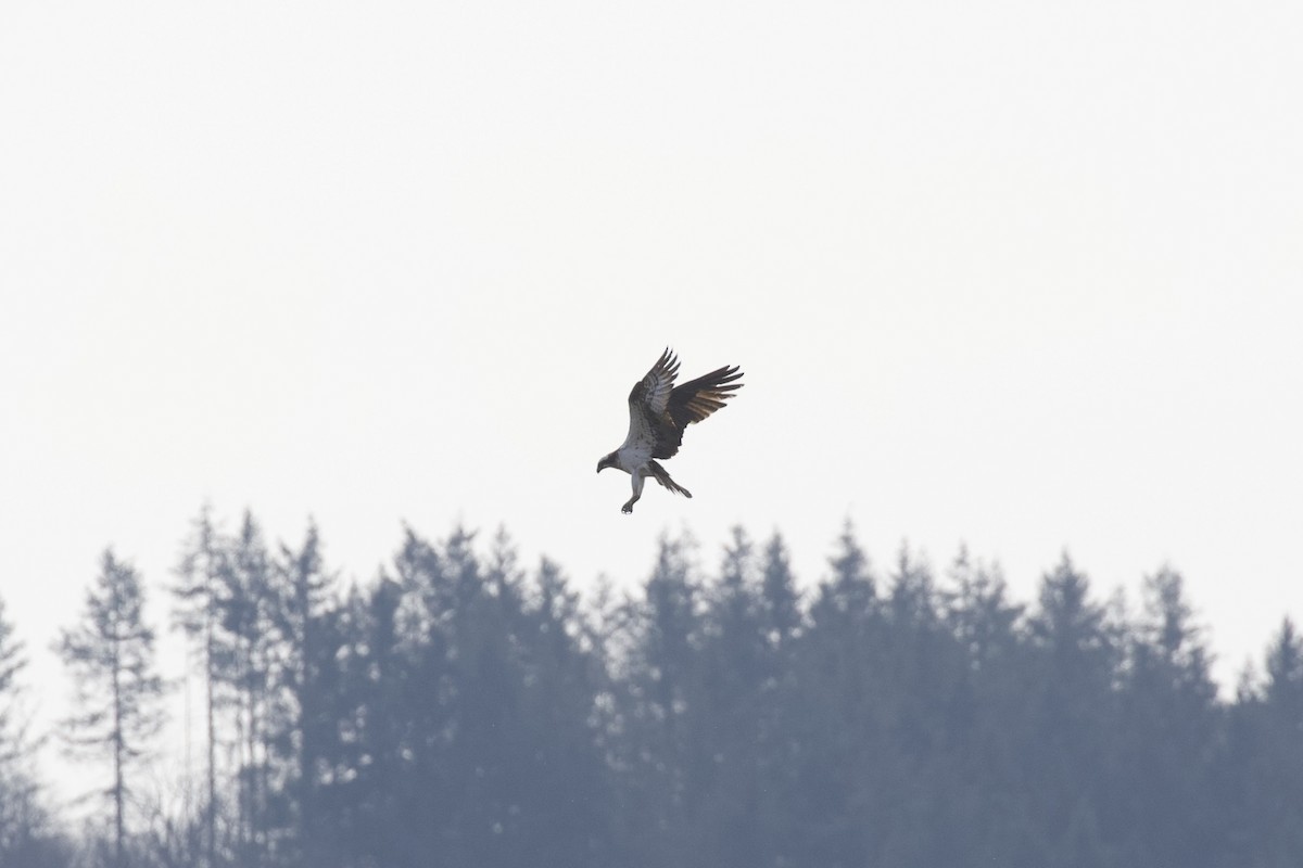 Osprey - ML632442297