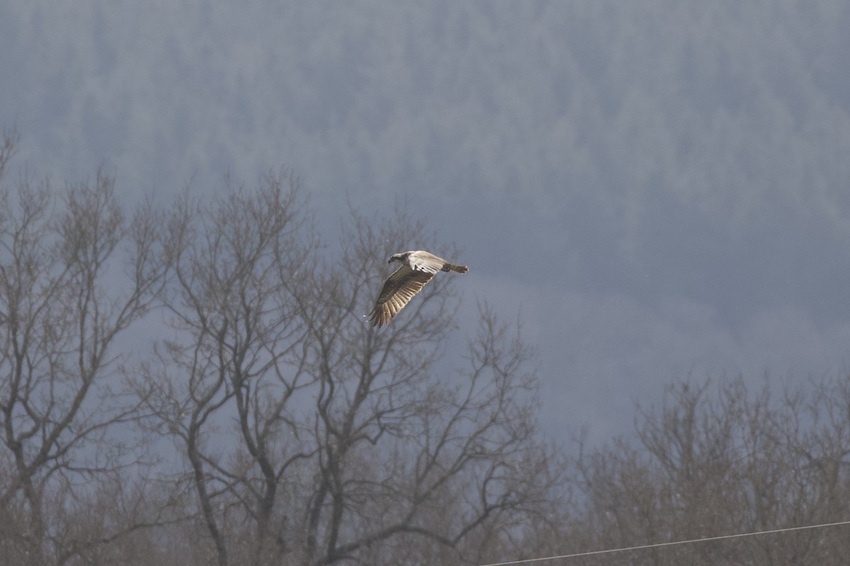 Osprey - ML632442298