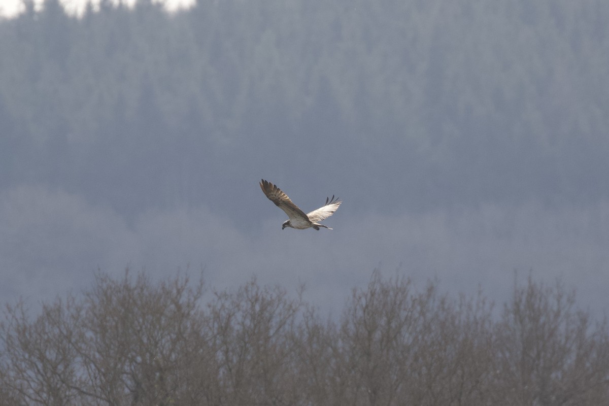 Osprey - ML632442299