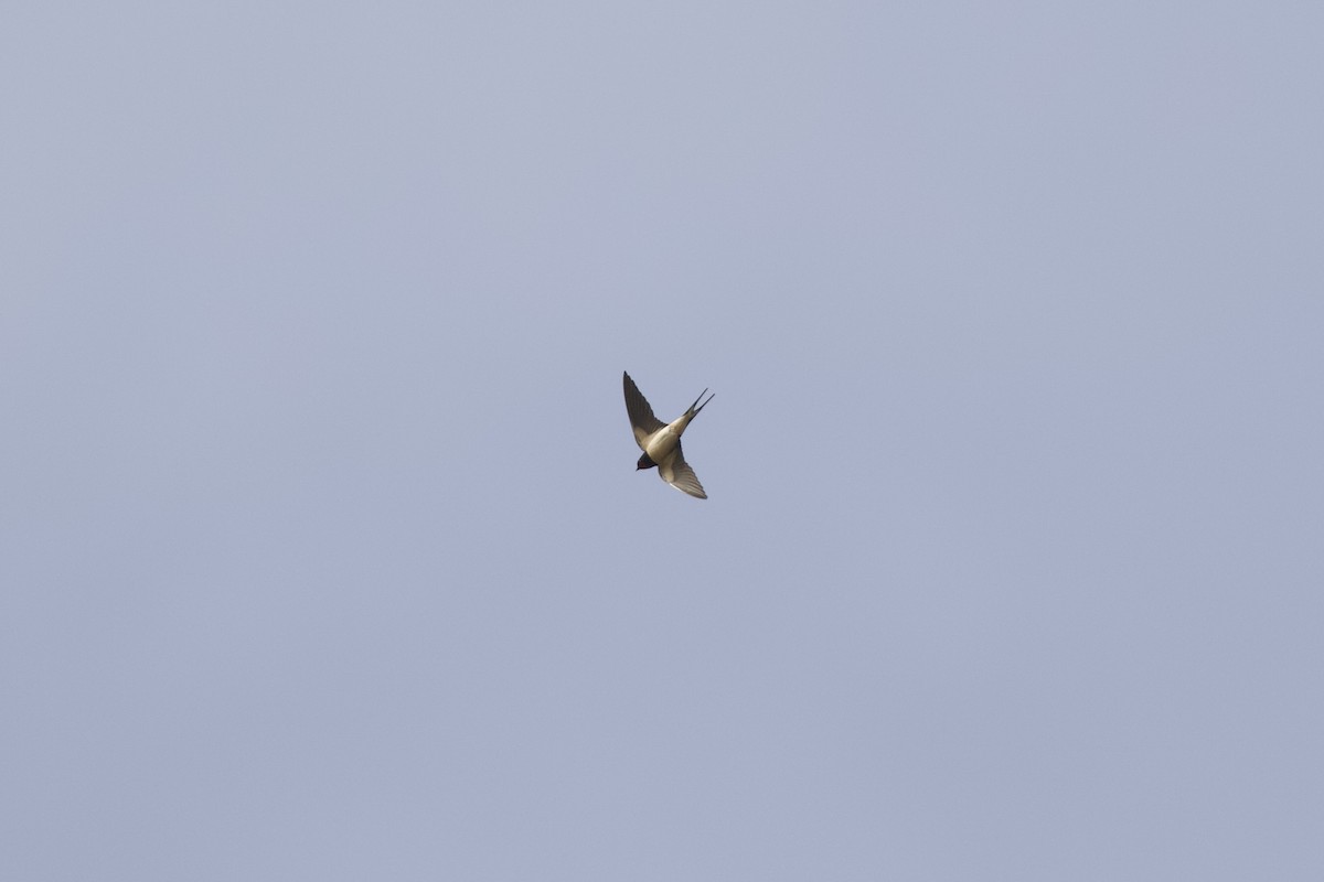 Barn Swallow - ML632442303