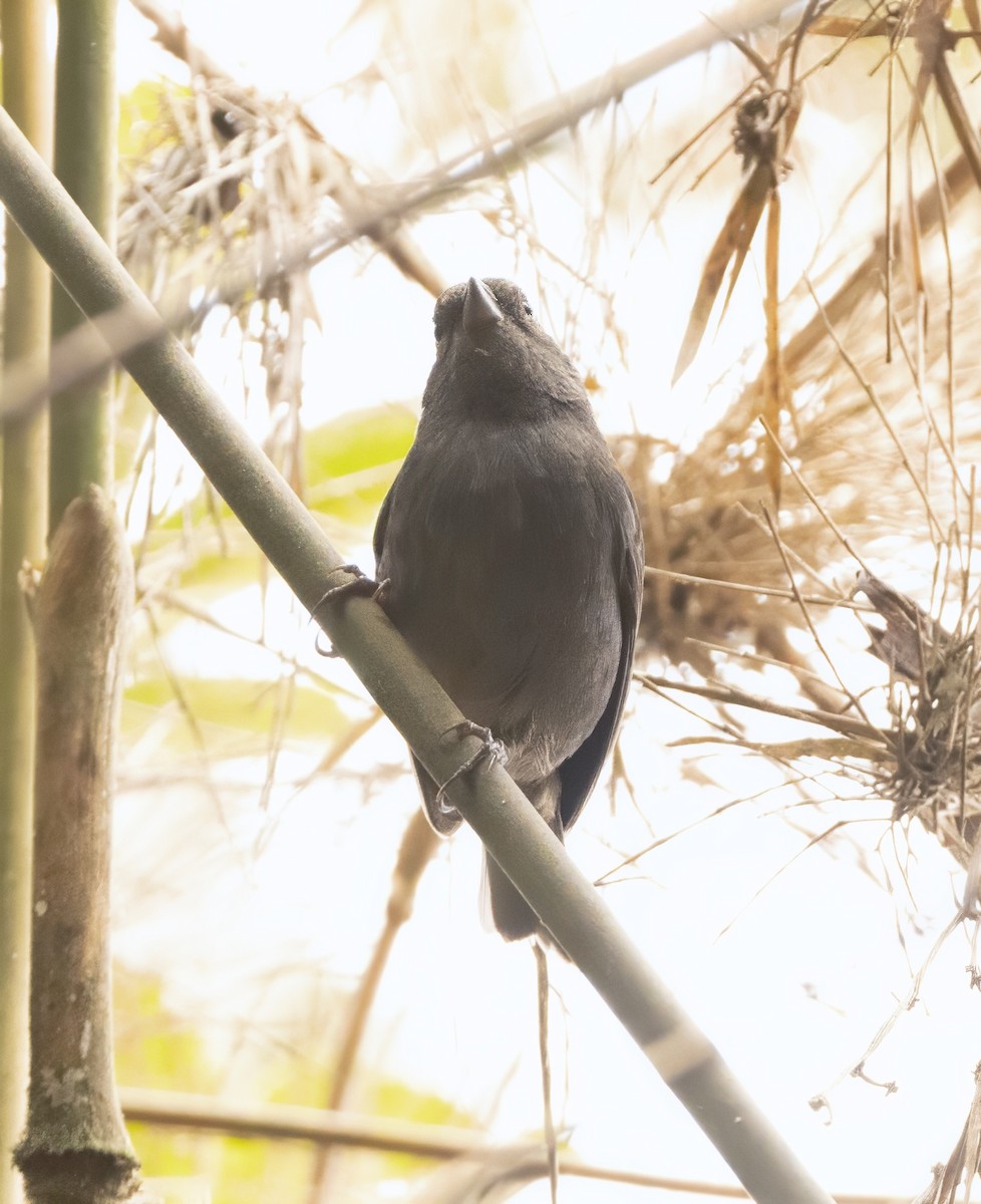 Slaty Finch - ML632442323