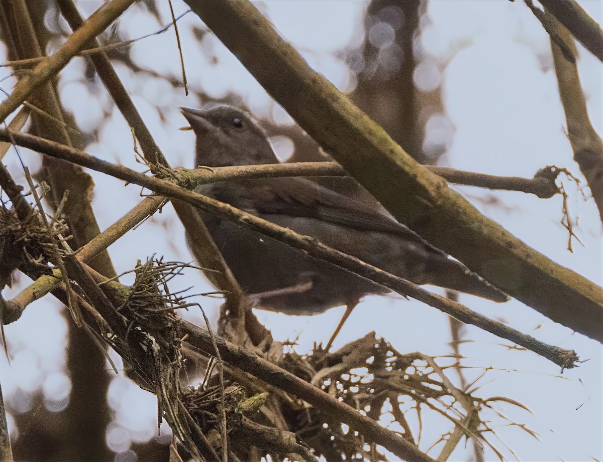 Slaty Finch - ML632442324