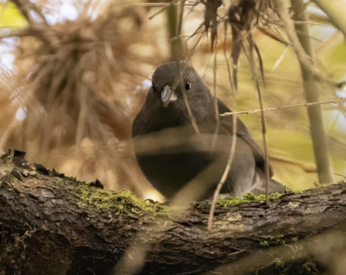 Slaty Finch - ML632442325
