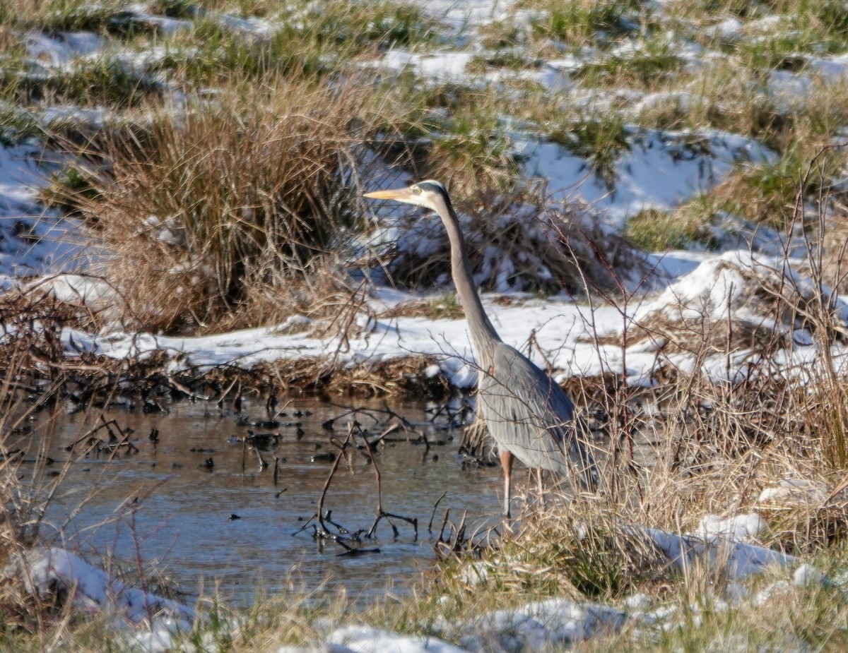 Great Blue Heron - ML632442351