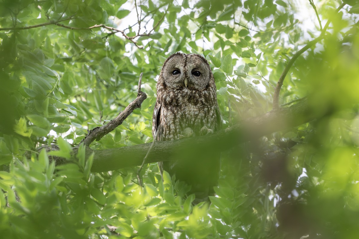 Himalayan Owl - ML632442442