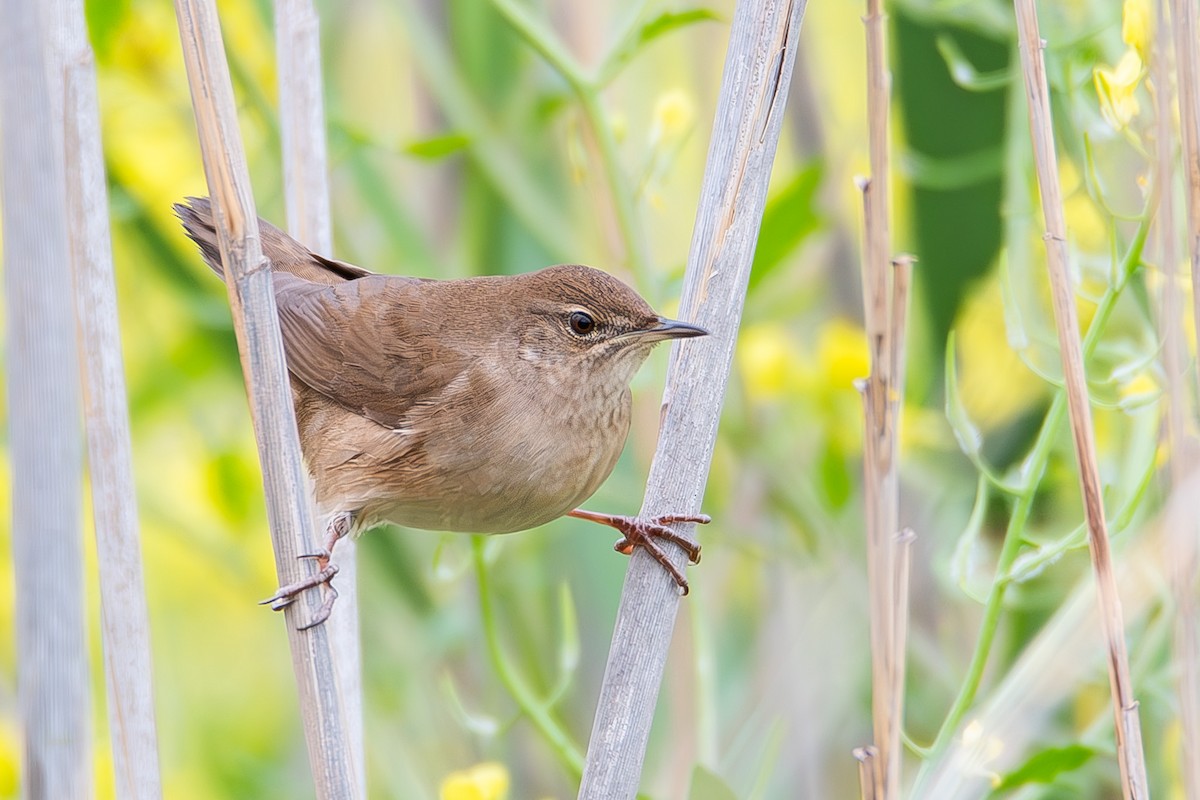 Savi's Warbler - ML632442459