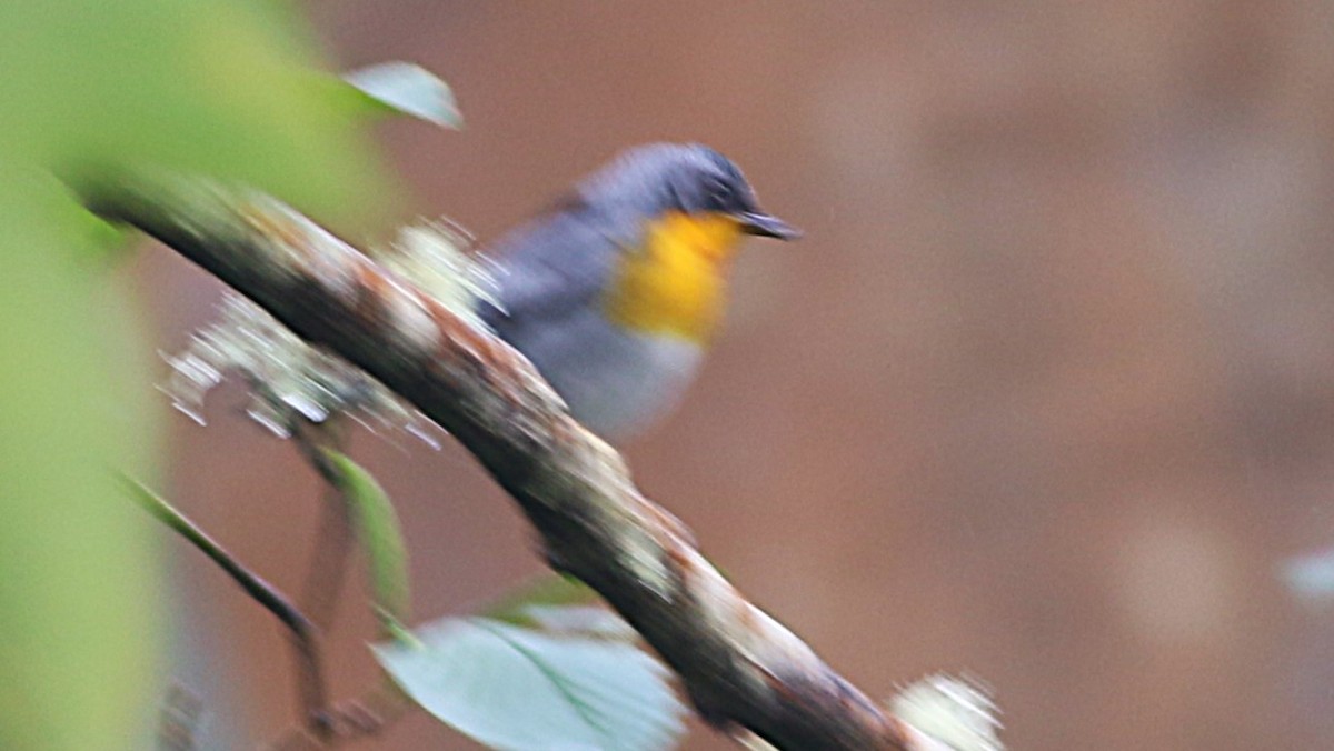 Flame-throated Warbler - ML632443011