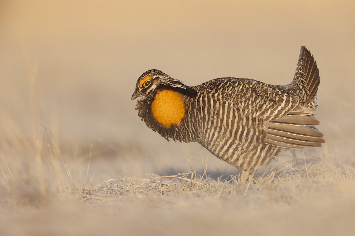 tetřívek prériový - ML632443161