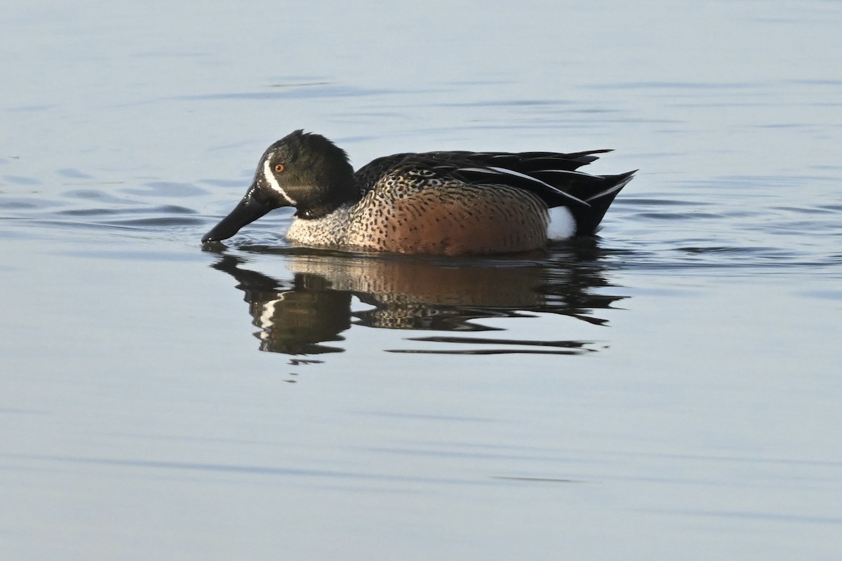 Blue-winged Teal x Northern Shoveler (hybrid) - ML632443251