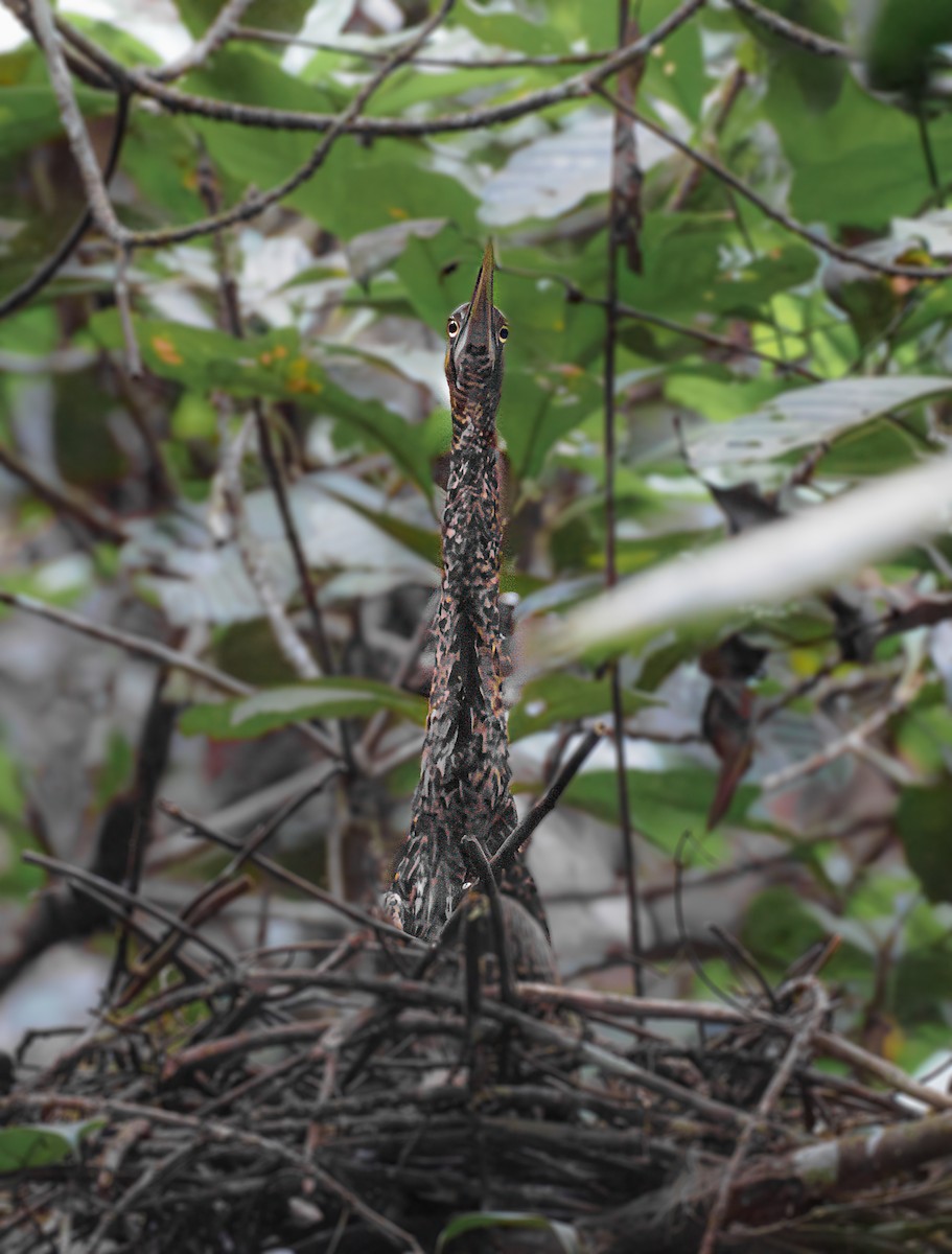 White-crested Tiger-Heron - ML632443400