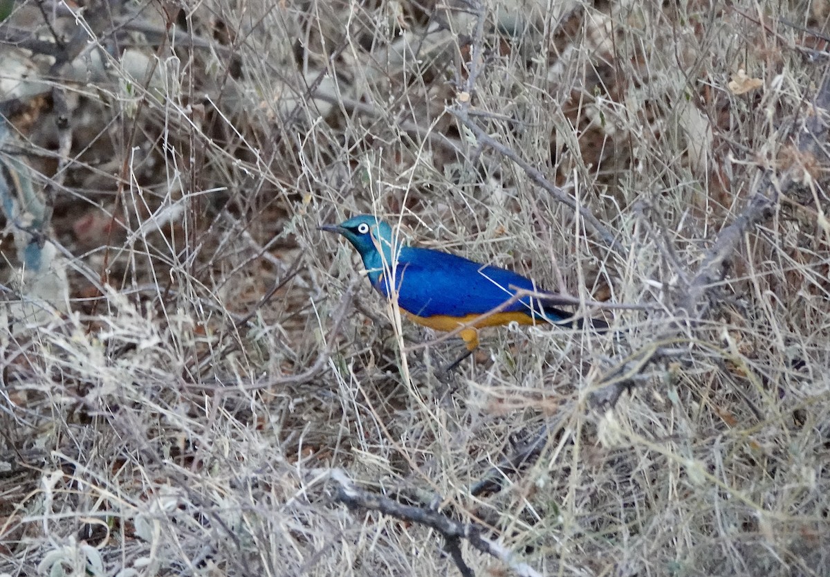 Bristle-crowned Starling - ML632443430