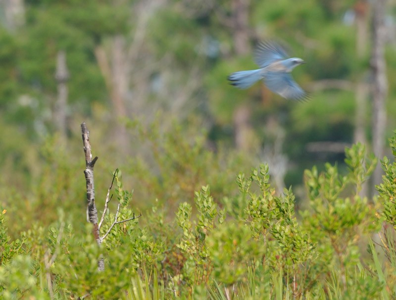 Florida Scrub-Jay - ML632443443