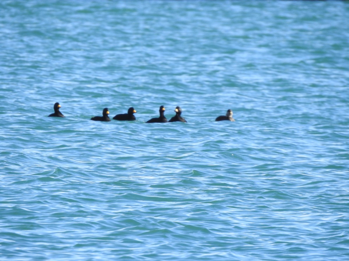 Black Scoter - ML632443589