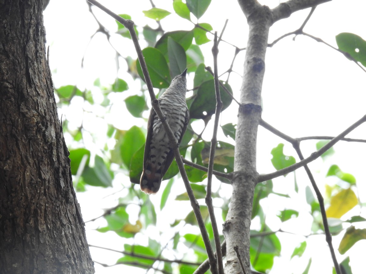 Little Bronze-Cuckoo - ML632443763