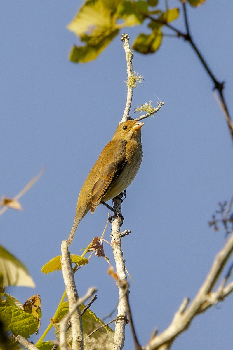 Indigo Bunting - ML632444171