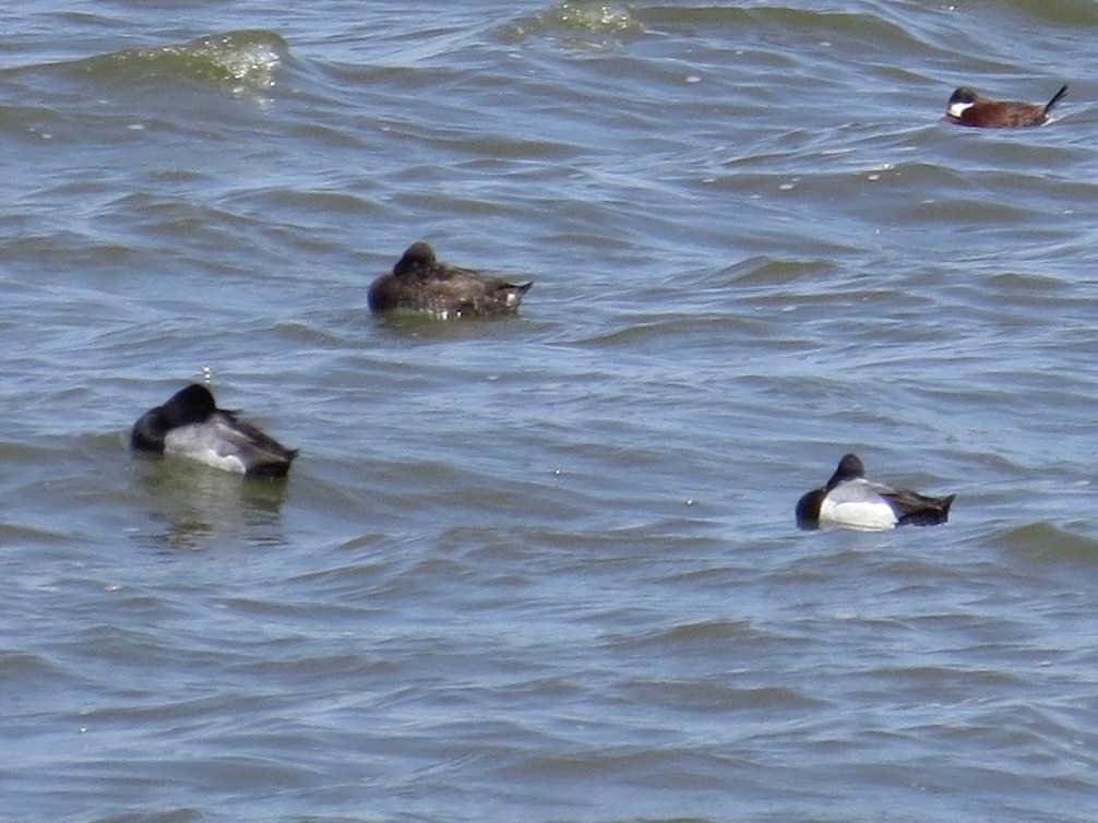 Lesser Scaup - ML632444213