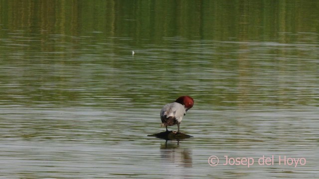 Common Pochard - ML632444253