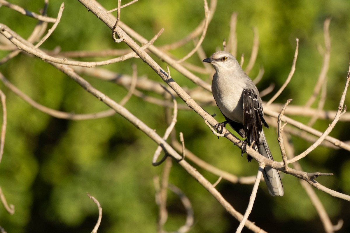 Tropical Mockingbird - ML632444305
