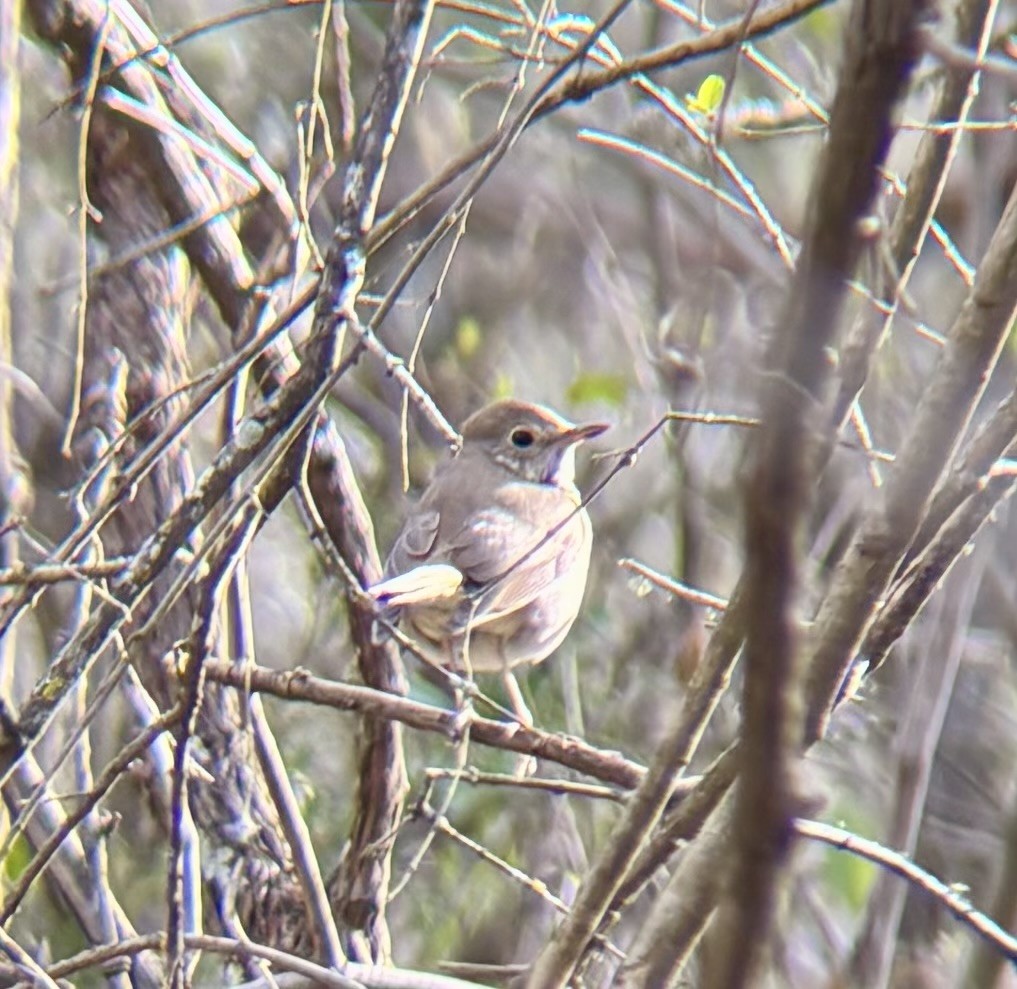 Hermit Thrush - ML632444442