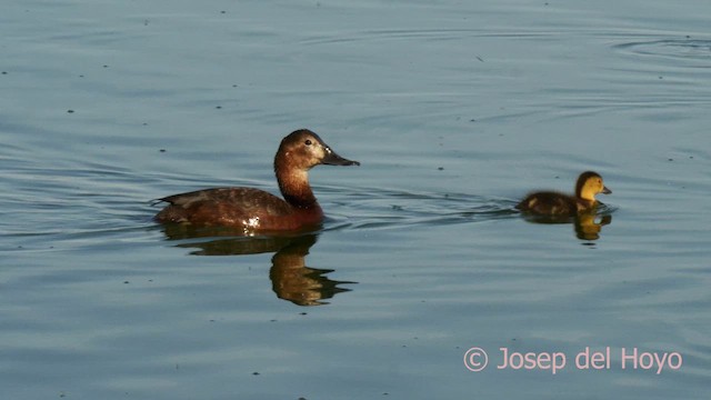 Common Pochard - ML632444567