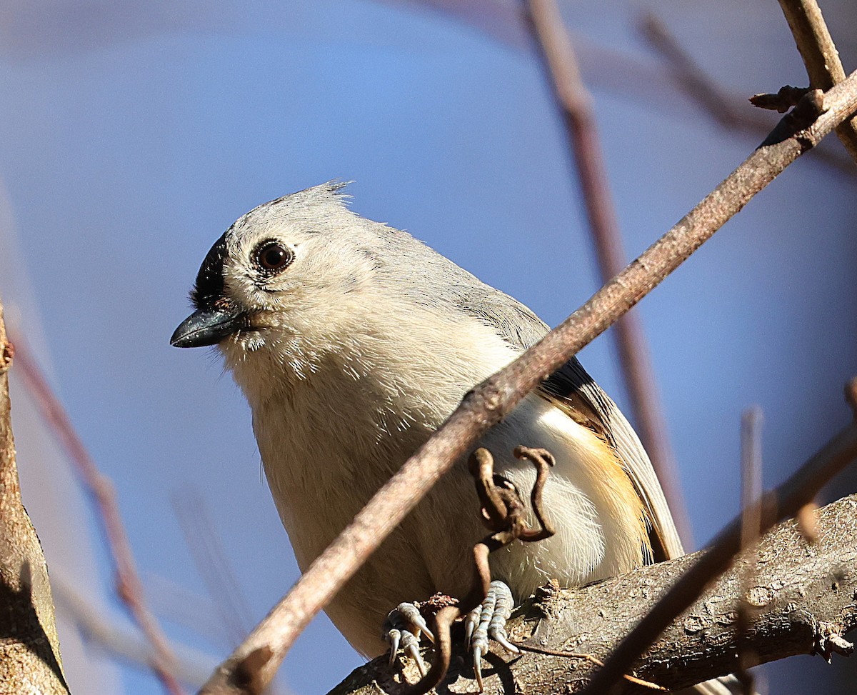 Tufted Titmouse - ML632444572