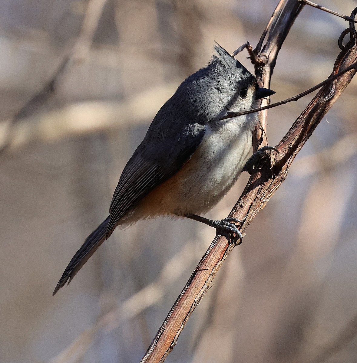 Tufted Titmouse - ML632444588