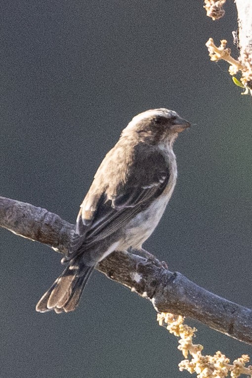 Stripe-breasted Seedeater - ML632444676