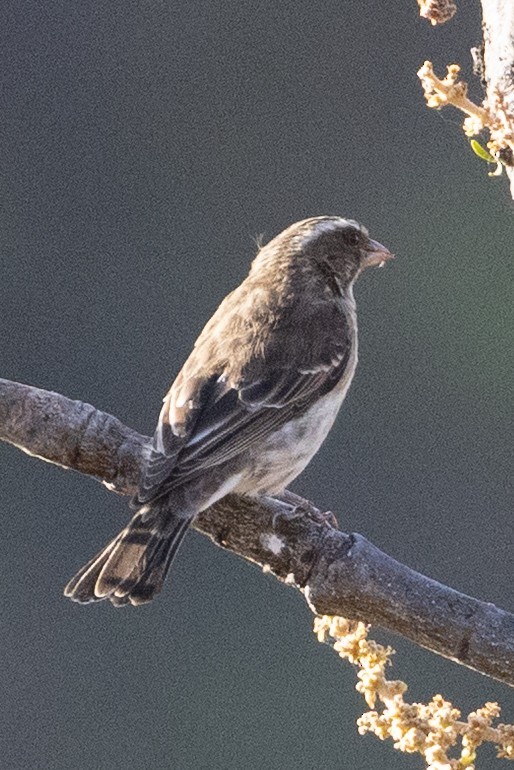 Stripe-breasted Seedeater - ML632444677