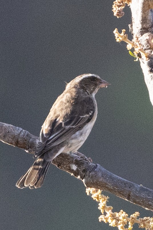 Stripe-breasted Seedeater - ML632444678