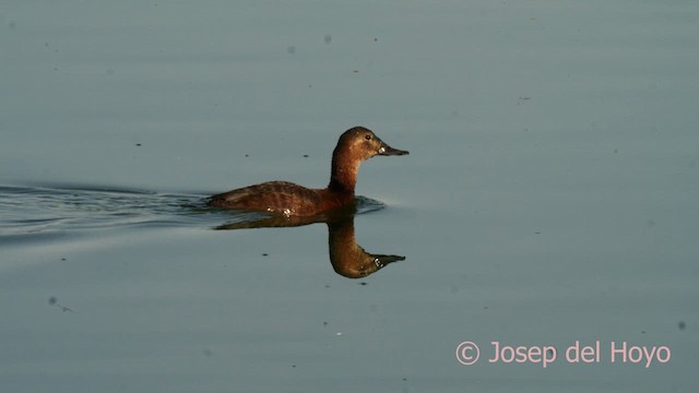 Common Pochard - ML632444745