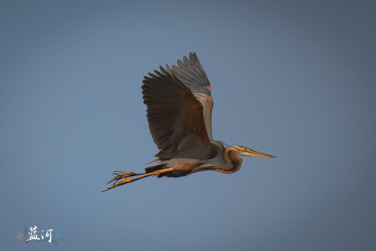 Purple Heron - ML632444868