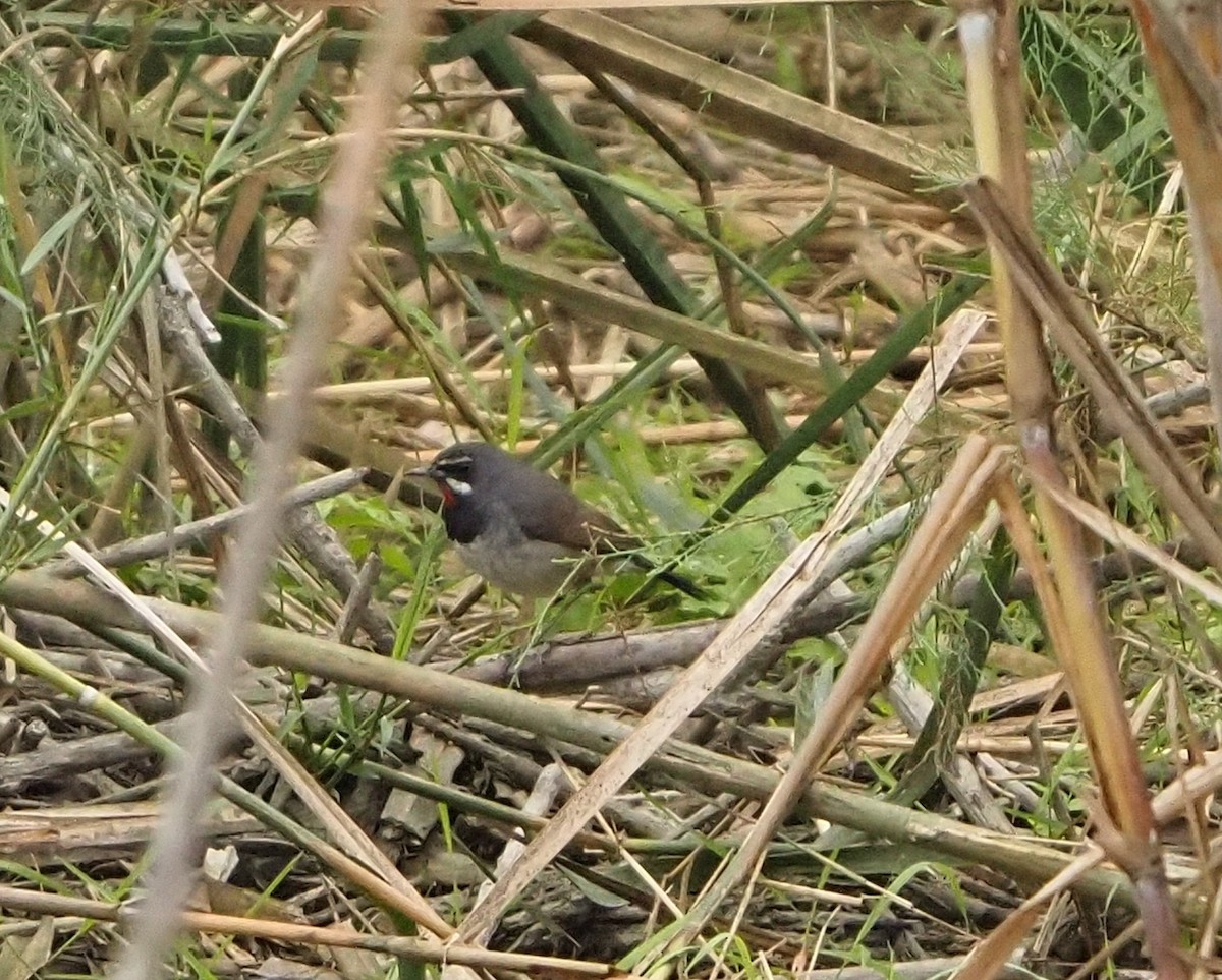 Chinese Rubythroat - ML632444989