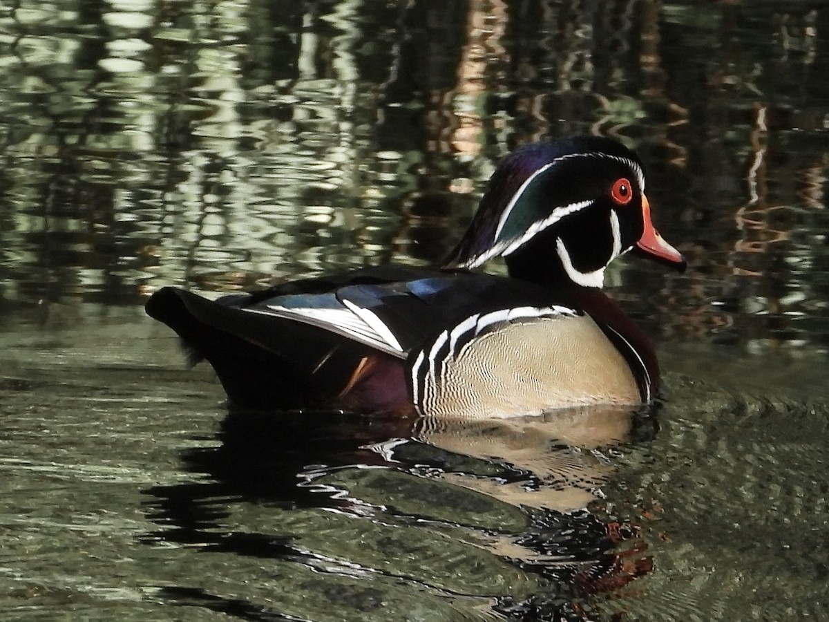 Wood Duck - ML632445028