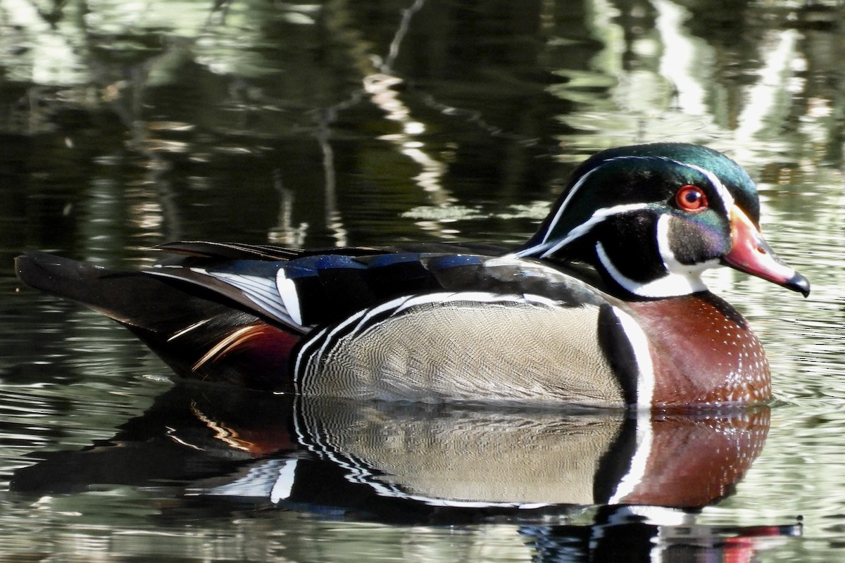 Wood Duck - ML632445029