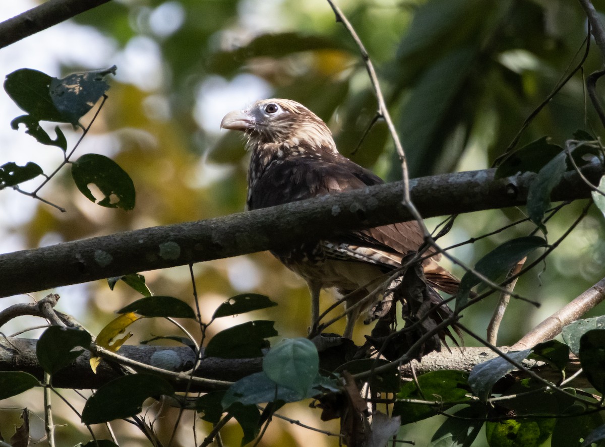 Yellow-headed Caracara - ML632445054