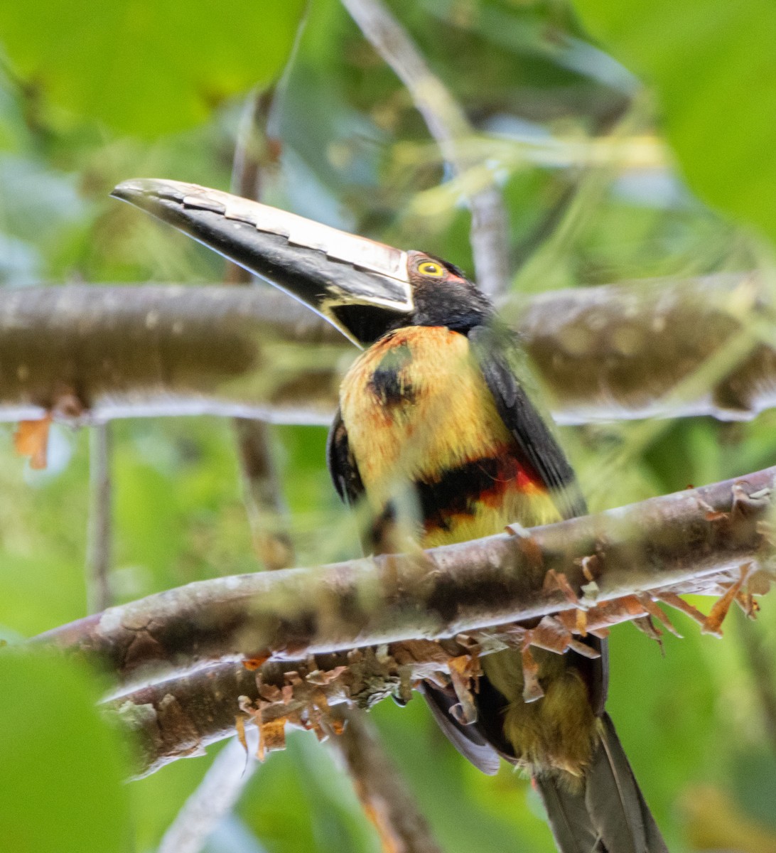 Collared Aracari - ML632445082